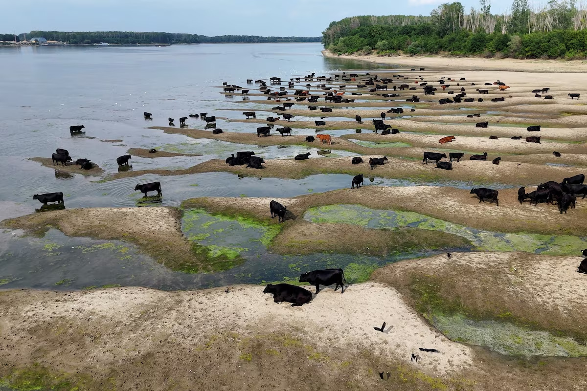 Рівень води в річці Дунай.